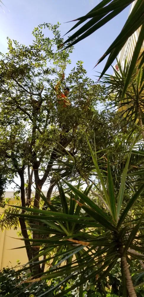 Local yard cleanup service for residential properties across Miami, FL - Rose Valley Landscaping