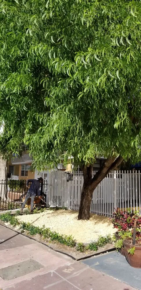 Expert yard cleanup service for year-round maintenance across Miami, FL - Rose Valley Landscaping