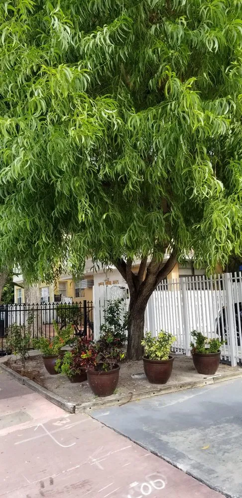 Local garden landscaping near you across Miami, FL - Rose Valley Landscaping