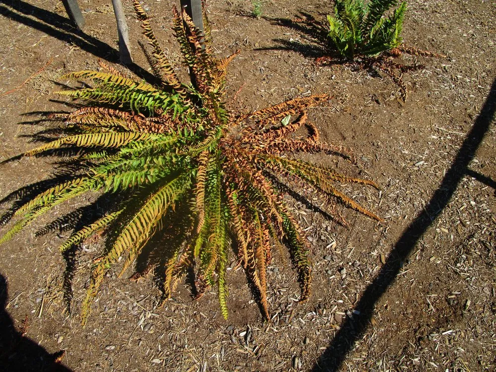 Local landscaping services in Roseburg, OR - Roseburg Landscape Maintenance