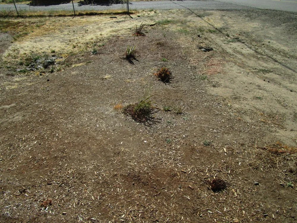 Reliable landscape installation in Roseburg, OR - Roseburg Landscape Maintenance