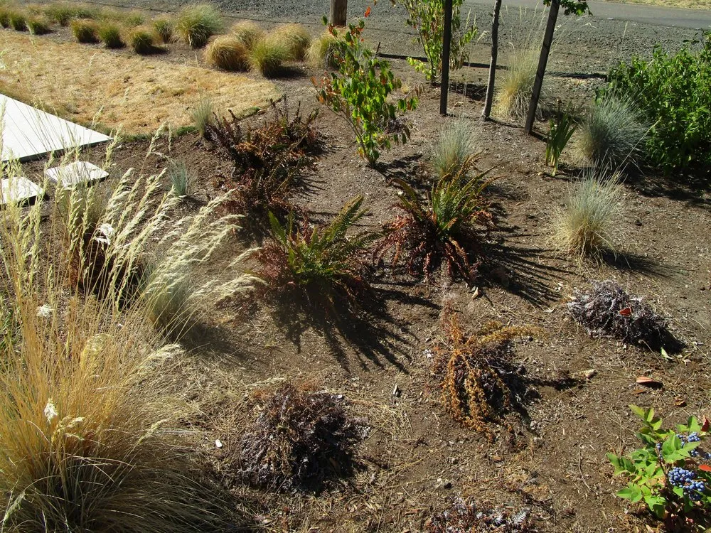 Expert lawn care service for homes in Roseburg, OR by Roseburg Landscape Maintenance