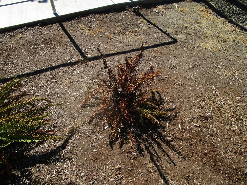 Affordable garden landscaping for residential properties in Roseburg, OR by Roseburg Landscape Maintenance