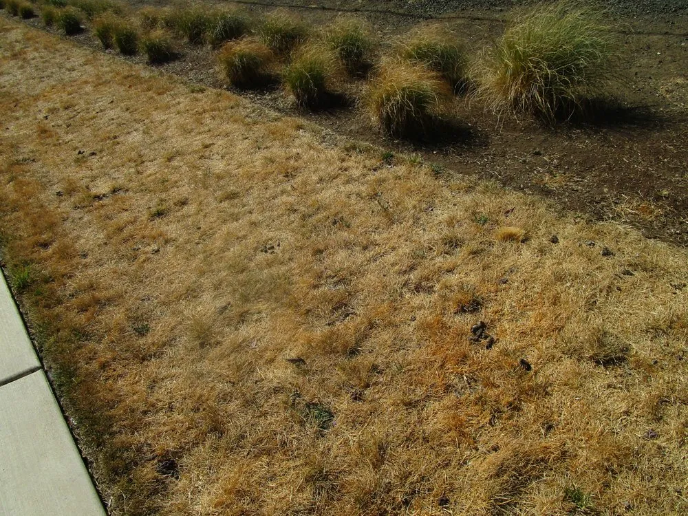 Professional yard cleanup service experts serving Roseburg, OR - Roseburg Landscape Maintenance