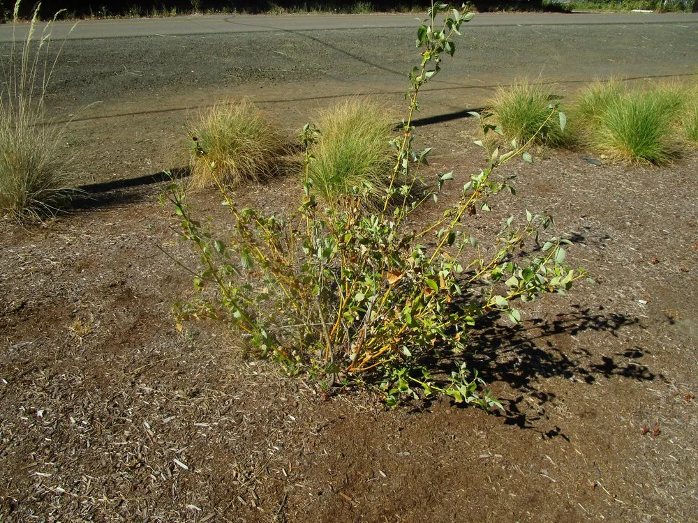 Reliable outdoor landscaping in Roseburg, OR by Roseburg Landscape Maintenance