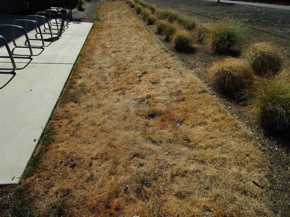 Professional landscape installation for beautiful yards in Roseburg, OR by Roseburg Landscape Maintenance