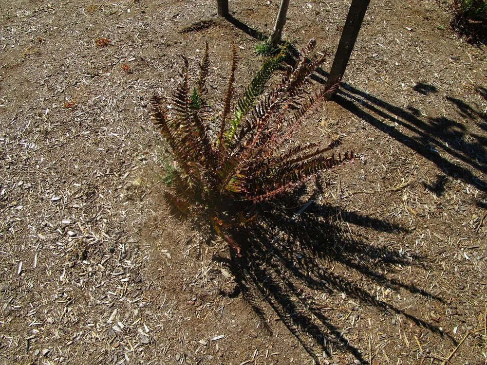 Professional landscape installation experts serving Roseburg, OR - Roseburg Landscape Maintenance