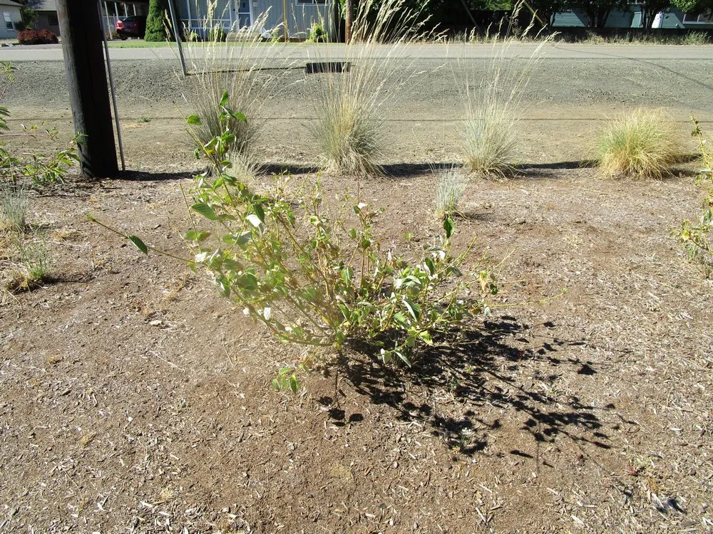 Reliable landscape design in Roseburg, OR - Roseburg Landscape Maintenance