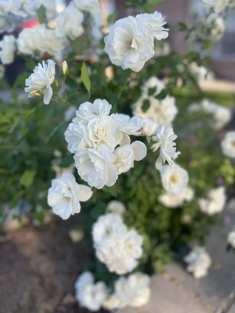 Reliable landscape design for outdoor upgrades in Phoenix, AZ by Rosecape & Maintenance