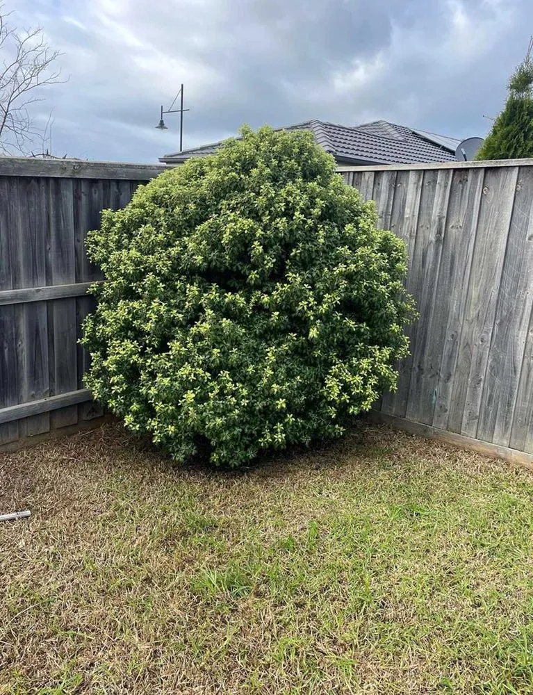 Affordable yard maintenance in Austin, TX by Rosedale Lawn Services