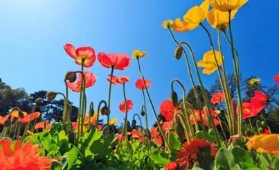 Professional landscape installation for outdoor upgrades across Kansas City, MO - Rosehill Gardens