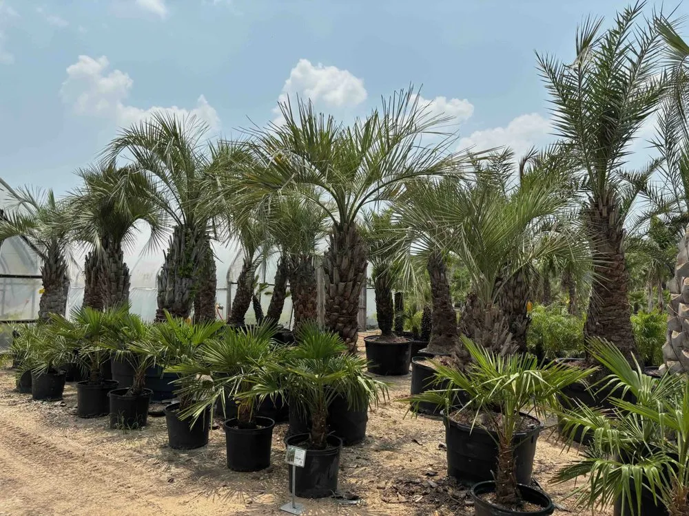 Professional outdoor landscaping near you across Tomball, TX - Rosehill Palms Landscaping & Garden Center