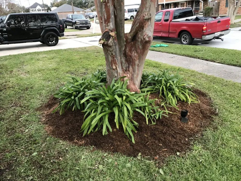 Reliable yard cleanup service in Metairie, LA by Rosemary’s Roots