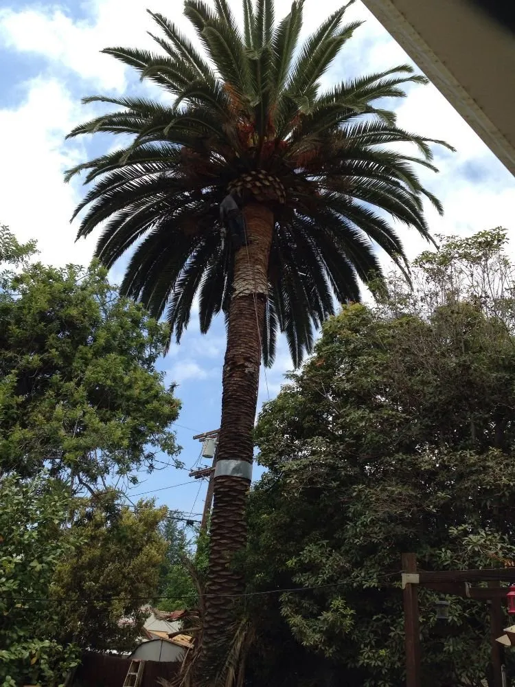 Top-rated yard cleanup service for beautiful yards in Pasadena, CA by Rosemberg Landscaping & Sprinkler Systems