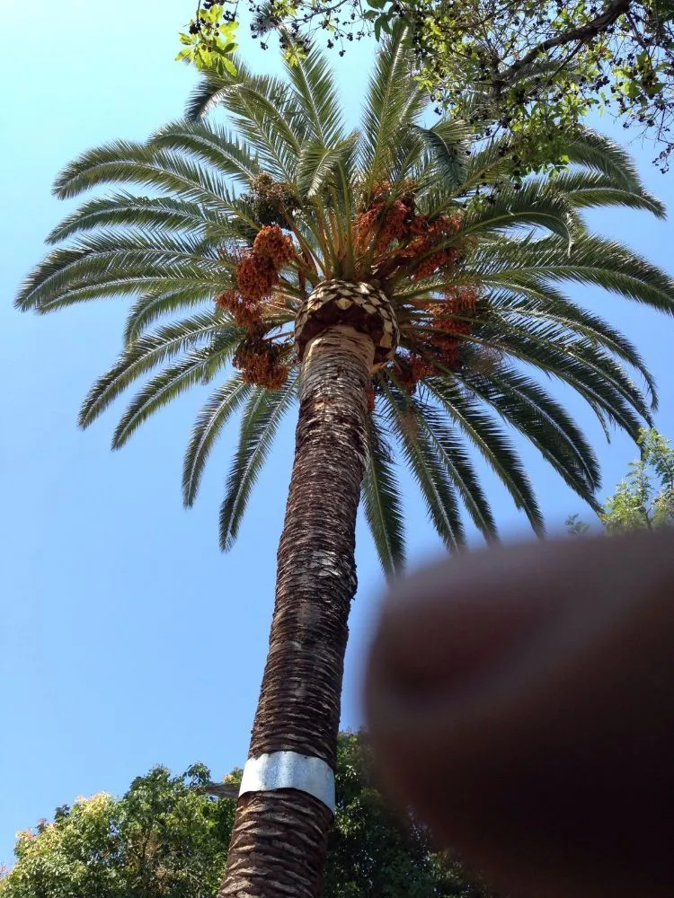 Local landscape installation for outdoor upgrades across Pasadena, CA - Rosemberg Landscaping & Sprinkler Systems