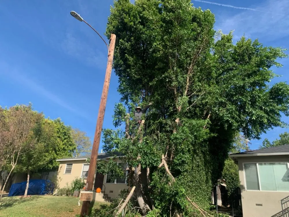 Reliable yard maintenance in Pasadena, CA by Rosemberg Landscaping & Sprinkler Systems