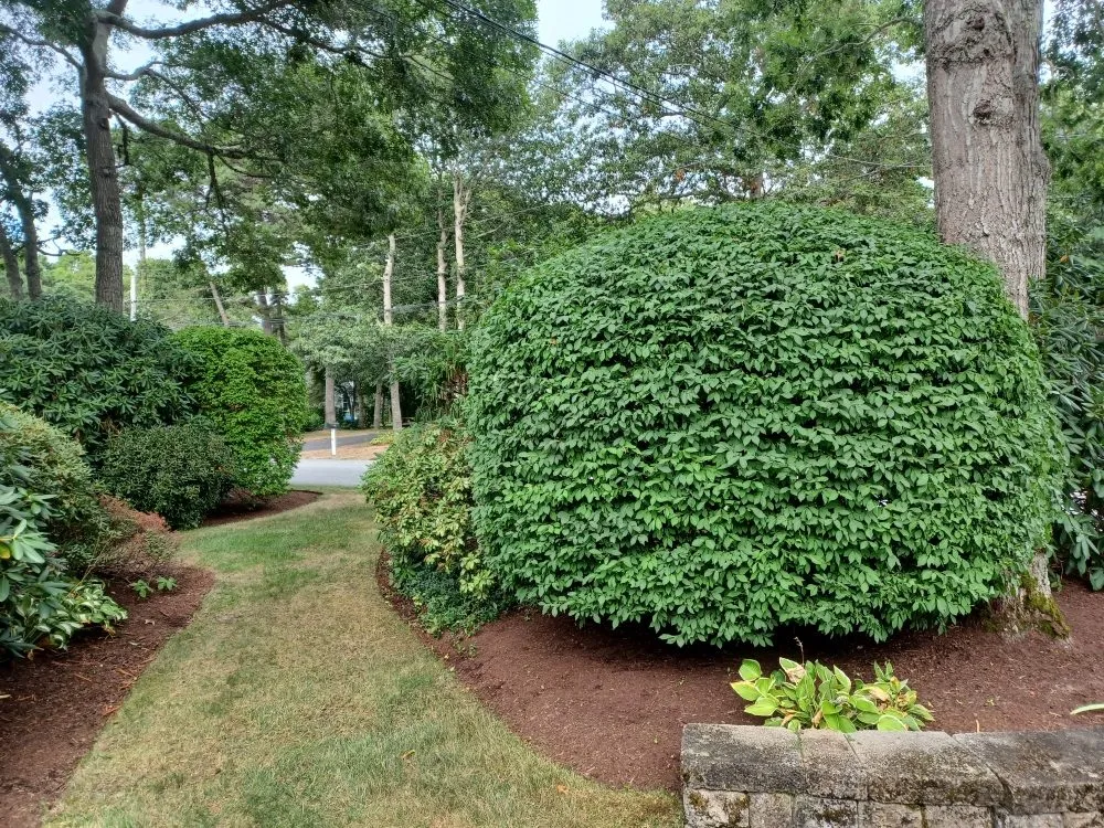 Local yard maintenance for outdoor upgrades in Barnstable, MA by Rose's Landscaping & Roof cleaning