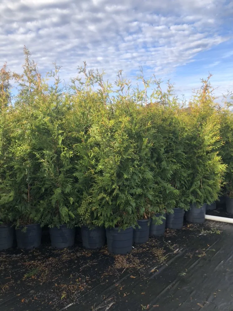 Custom garden landscaping for homes across Lewisville, NC - Rose’s Landscaping