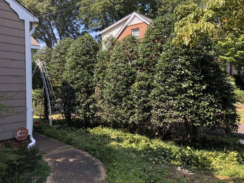 Local yard cleanup service near you in Lewisville, NC by Rose’s Landscaping