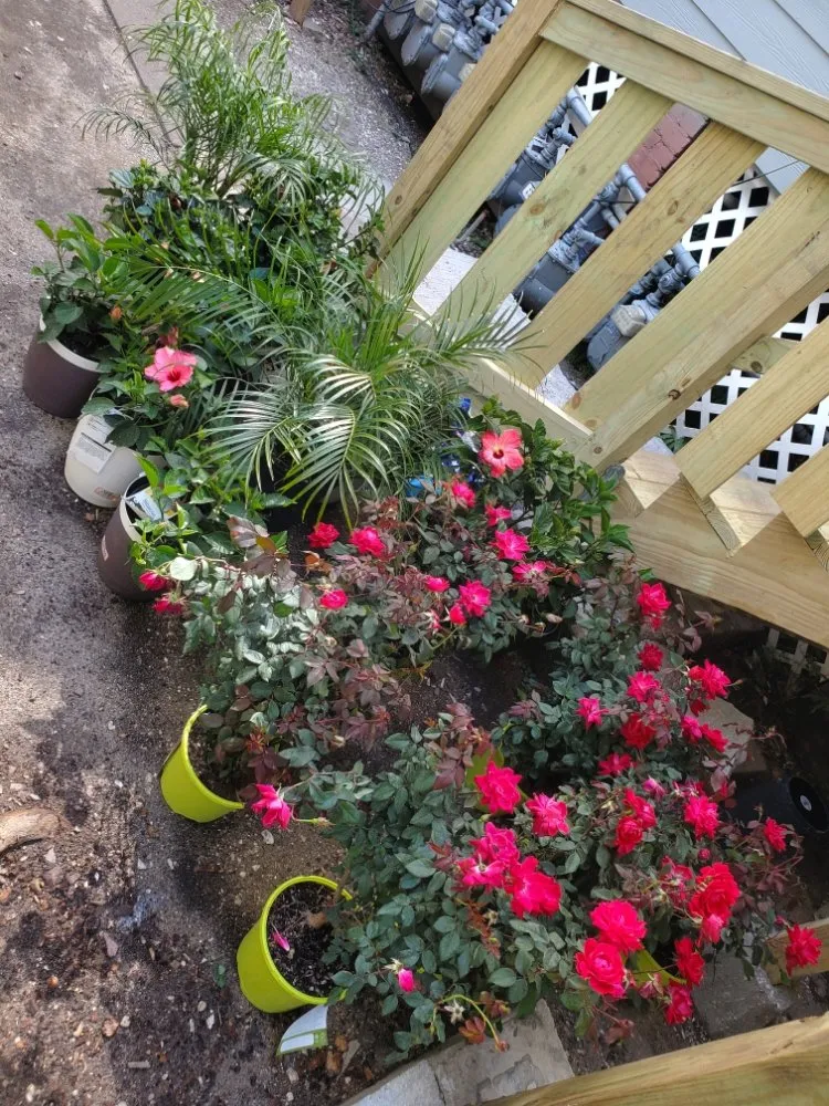 Trusted lawn care service for residential properties in Webster, TX by Roses Landscaping
