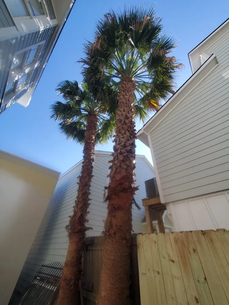 Reliable yard maintenance for outdoor upgrades across Webster, TX - Roses Landscaping