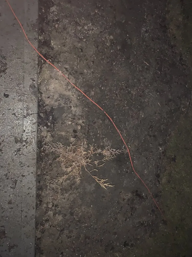 Custom lawn care service in Lakeview, OH by Roses Lawncare Maintenance