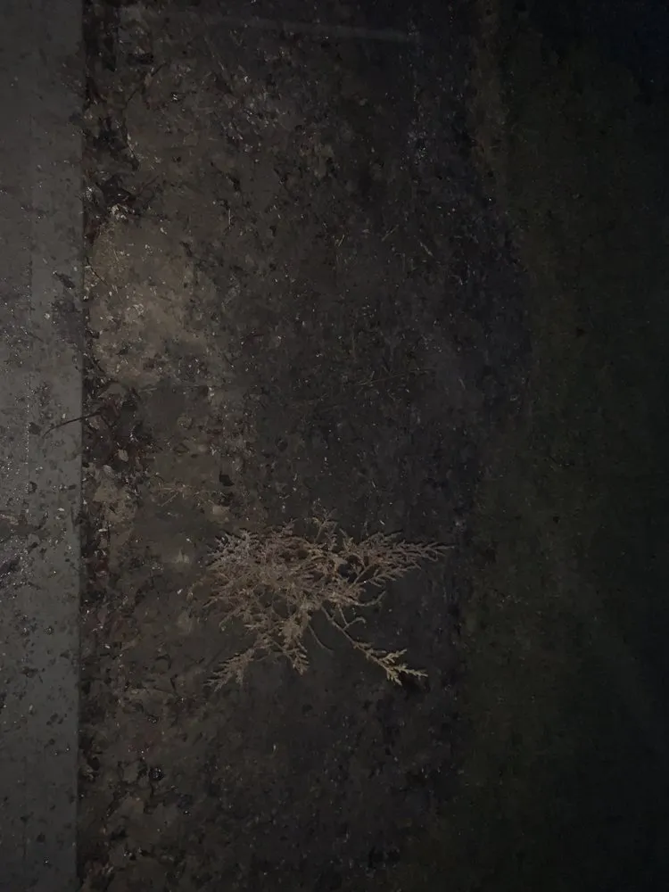 Reliable lawn mowing service for beautiful yards in Lakeview, OH by Roses Lawncare Maintenance