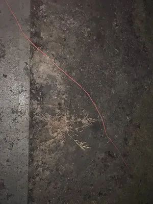 Roses Lawncare Maintenance