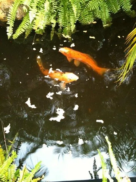 Expert landscape design experts serving Wellington, FL - Rose's Red Barn