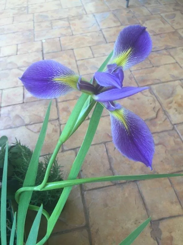 Professional landscaping services for residential properties in Wellington, FL by Rose's Red Barn