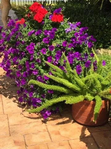 Local lawn mowing service for year-round maintenance in Wellington, FL by Rose's Red Barn