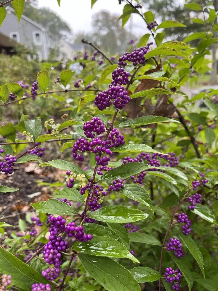 Reliable garden landscaping for beautiful yards in Sleepy Hollow, NY by Rosewater Garden Design