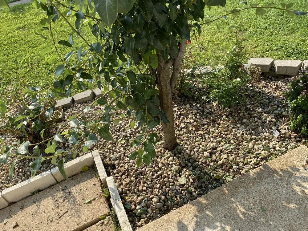 Professional landscape installation for beautiful yards in St. Peters, MO by Rosewood Landscape Designs
