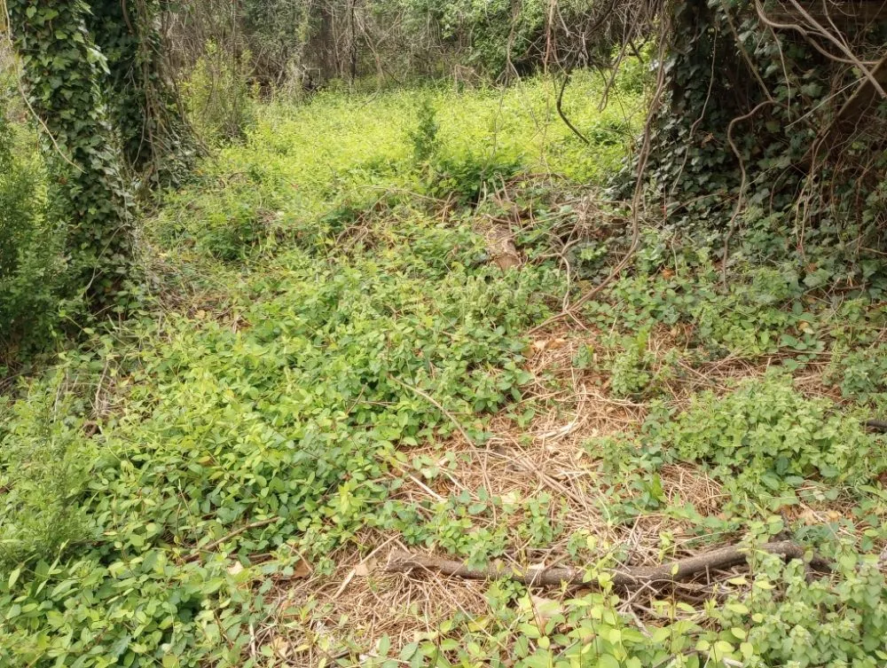 Reliable garden landscaping in Roanoke, VA by Roshawn's Small-Scale Landscaping