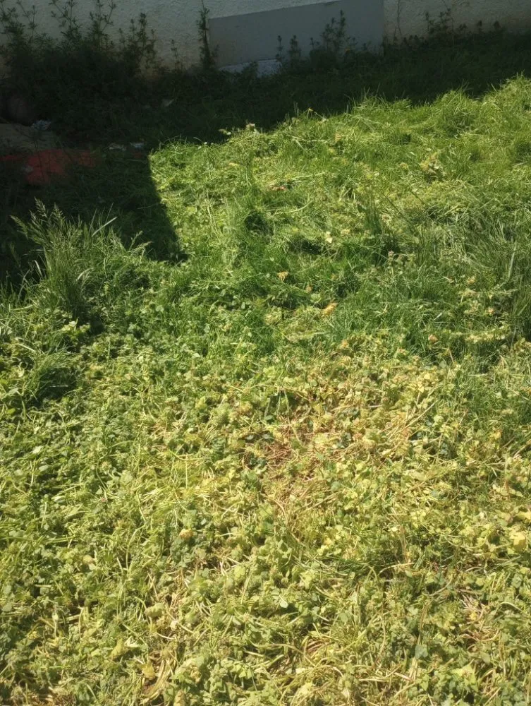 Professional outdoor landscaping in Roanoke, VA - Roshawn's Small-Scale Landscaping