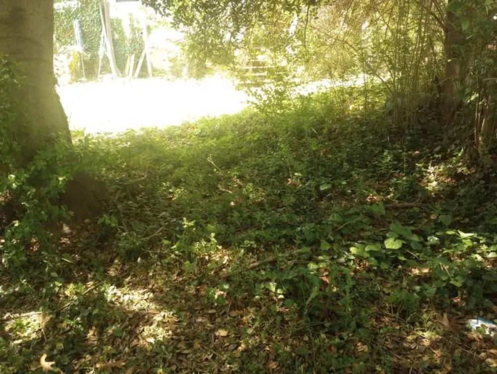 Expert landscaping services for outdoor upgrades across Roanoke, VA - Roshawn's Small-Scale Landscaping