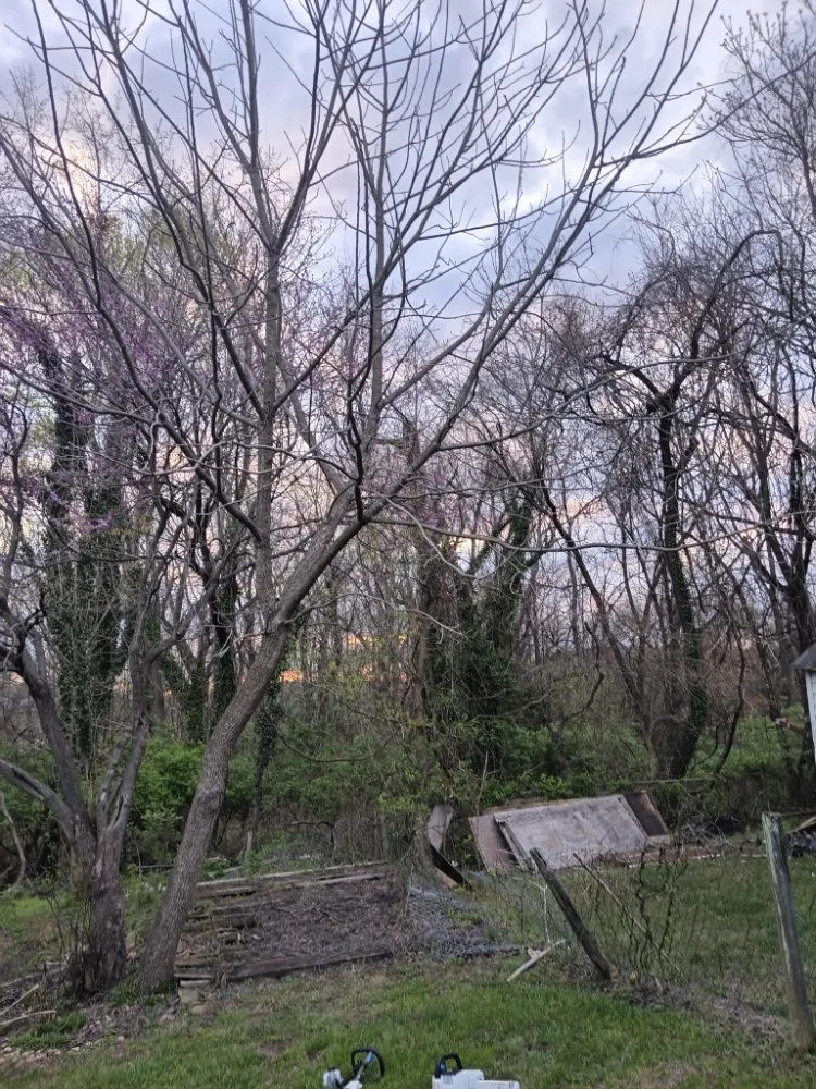 Local lawn care service experts serving Roanoke, VA - Roshawn's Small-Scale Landscaping