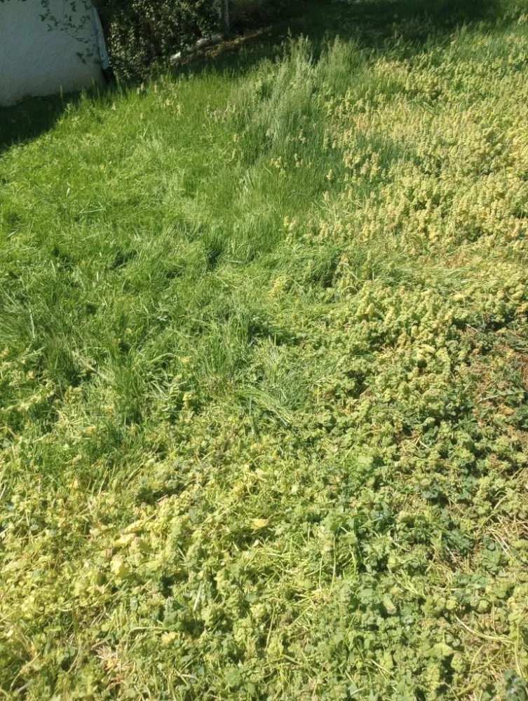 Expert garden landscaping for homes in Roanoke, VA by Roshawn's Small-Scale Landscaping