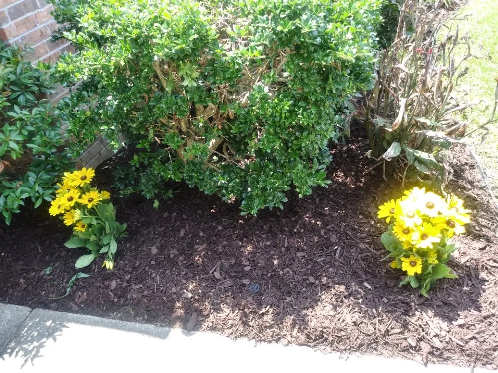 Top-rated landscape installation in Bossier City, LA - Rosie Lee's Services