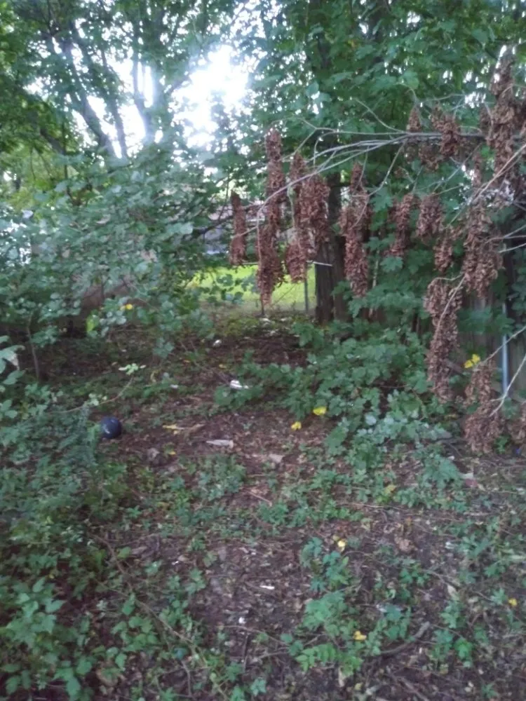 Professional residential landscaping in Bossier City, LA - Rosie Lee's Services