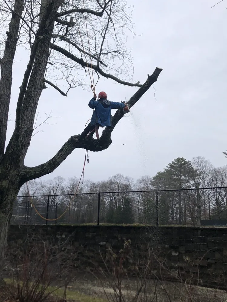 Expert lawn mowing service for outdoor upgrades in Wilton, CT by Rosie Tree and Land Care