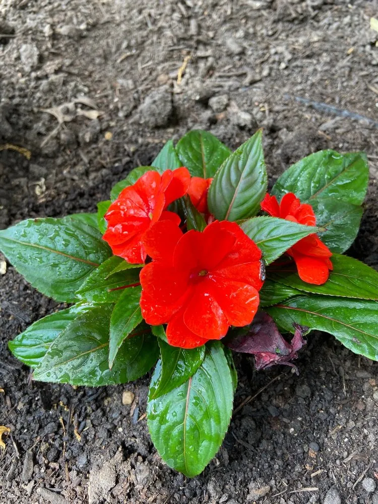 Trusted yard maintenance for residential properties in Indianapolis, IN by Rosie’s Gardens & Hughes Landscape