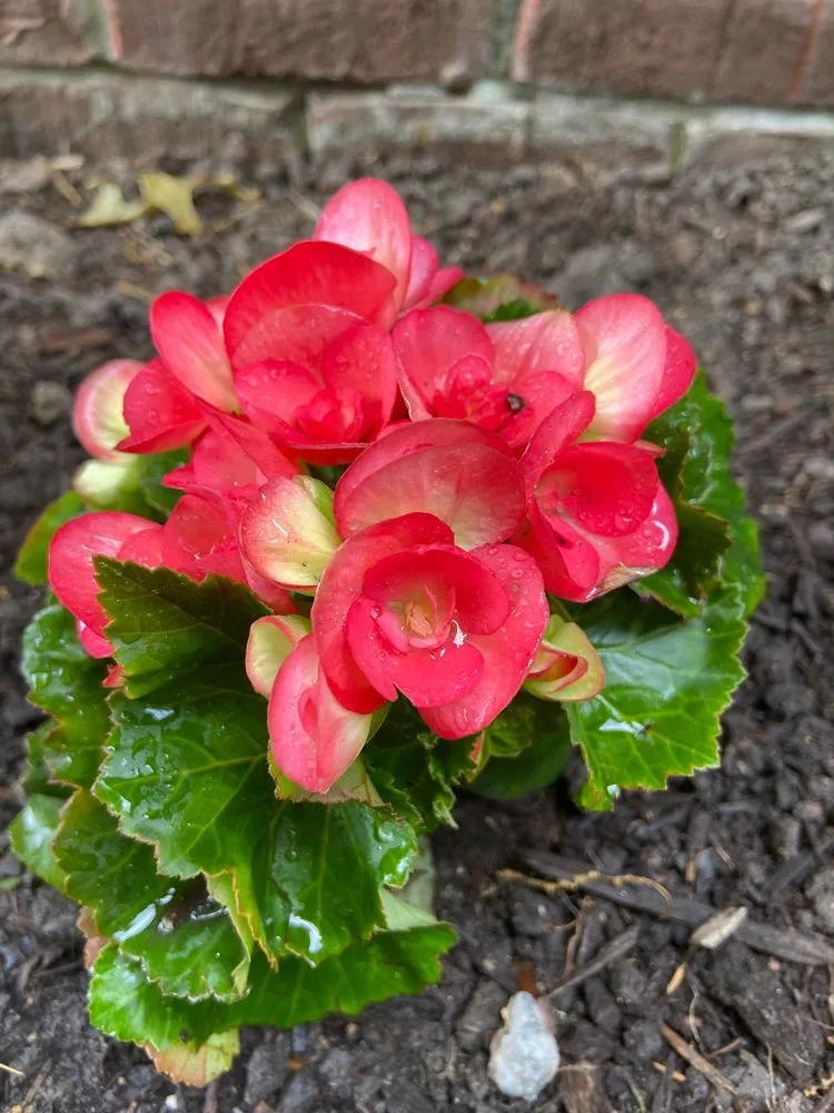 Local landscape design for year-round maintenance in Indianapolis, IN by Rosie’s Gardens & Hughes Landscape