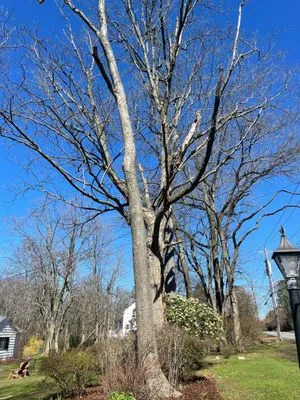 Rositas Landscaping Logo