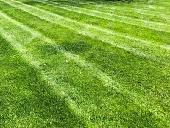 Reliable yard cleanup service in West Chester, PA by Ross Landscape and Paving Services