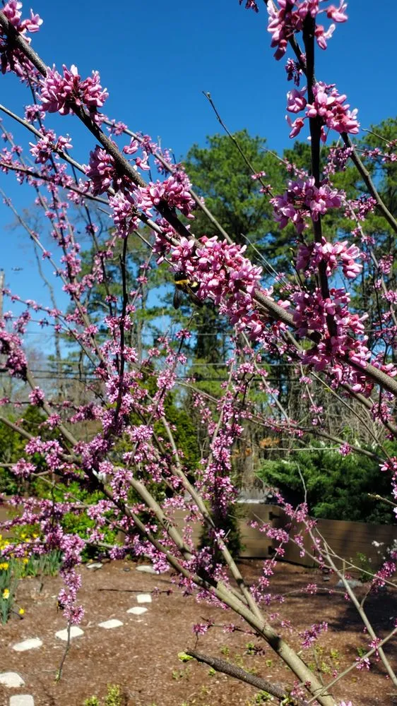 Reliable yard maintenance for residential properties in Browns Mills, NJ by Ross Lawn Maintenance