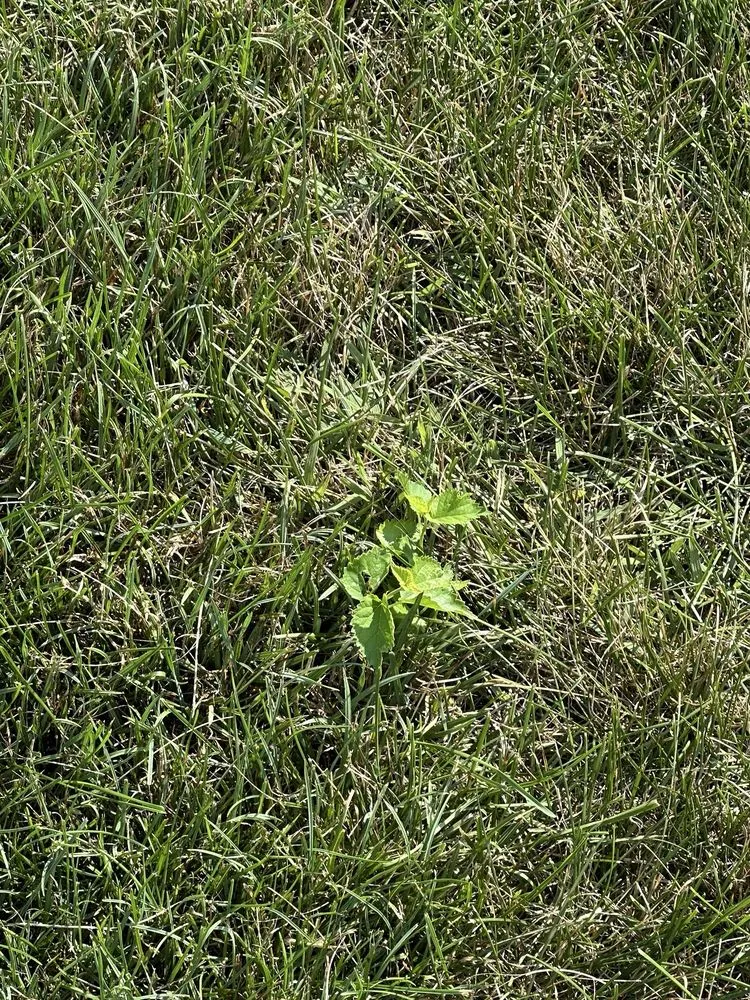 Expert residential landscaping for year-round maintenance across Liberty, IN - Ross Outdoors