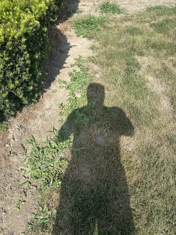 Top-rated yard cleanup service in Liberty, IN by Ross Outdoors