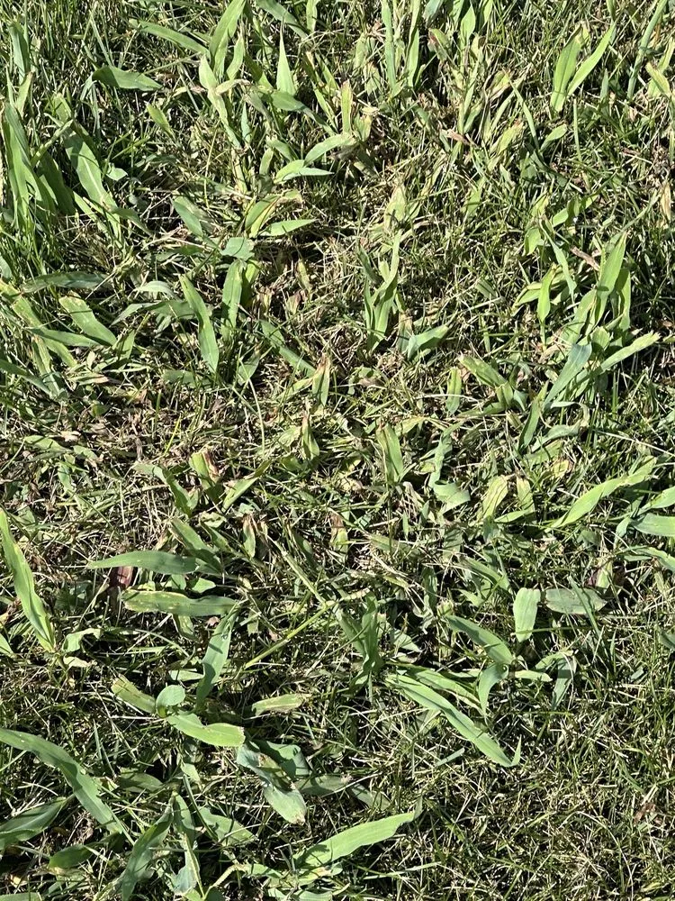 Professional landscape design near you across Liberty, IN - Ross Outdoors