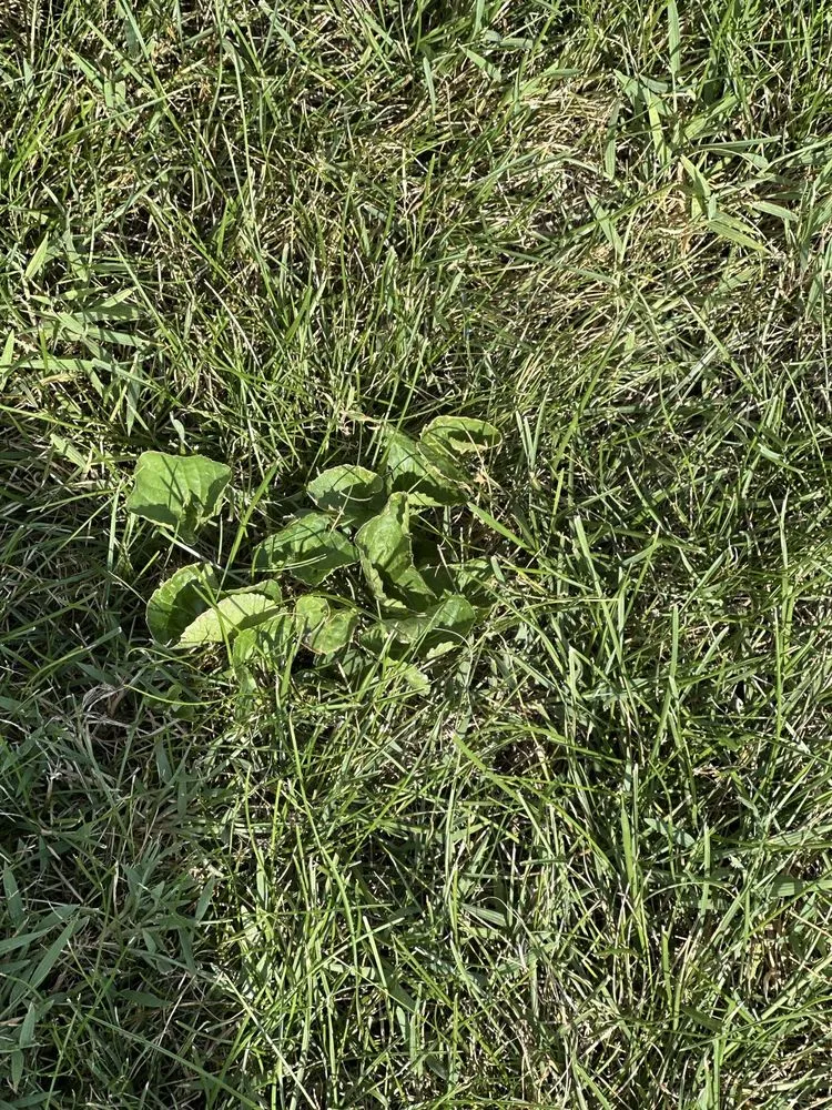 Local landscape installation in Liberty, IN by Ross Outdoors